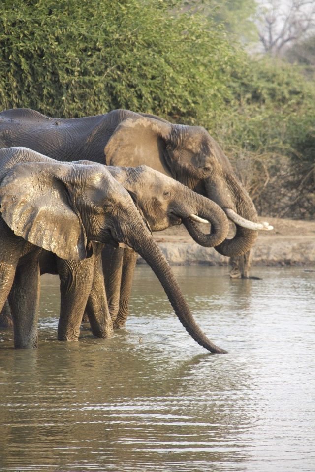 elephants-7651446_1280
