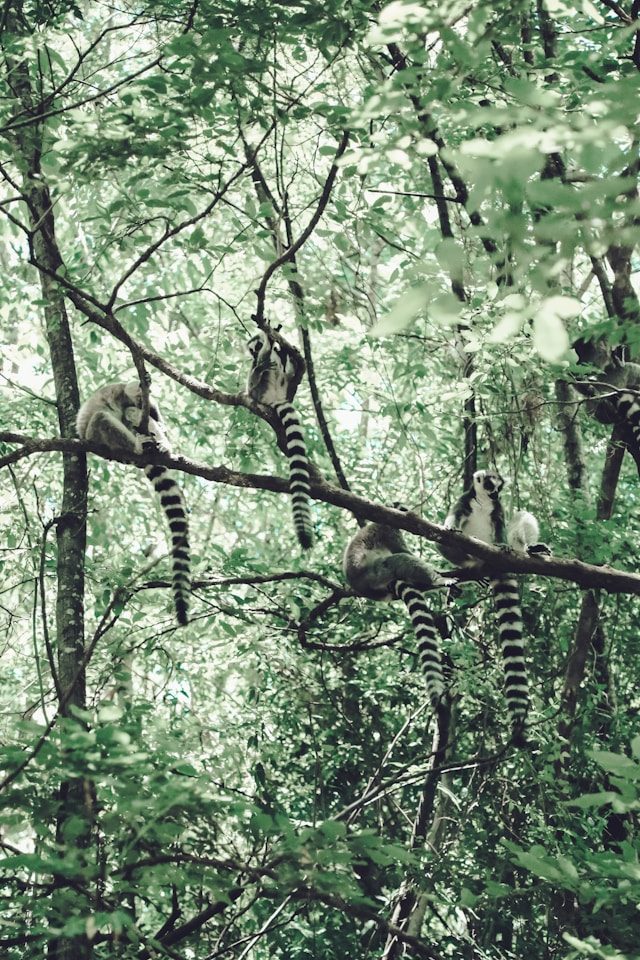Madagascar